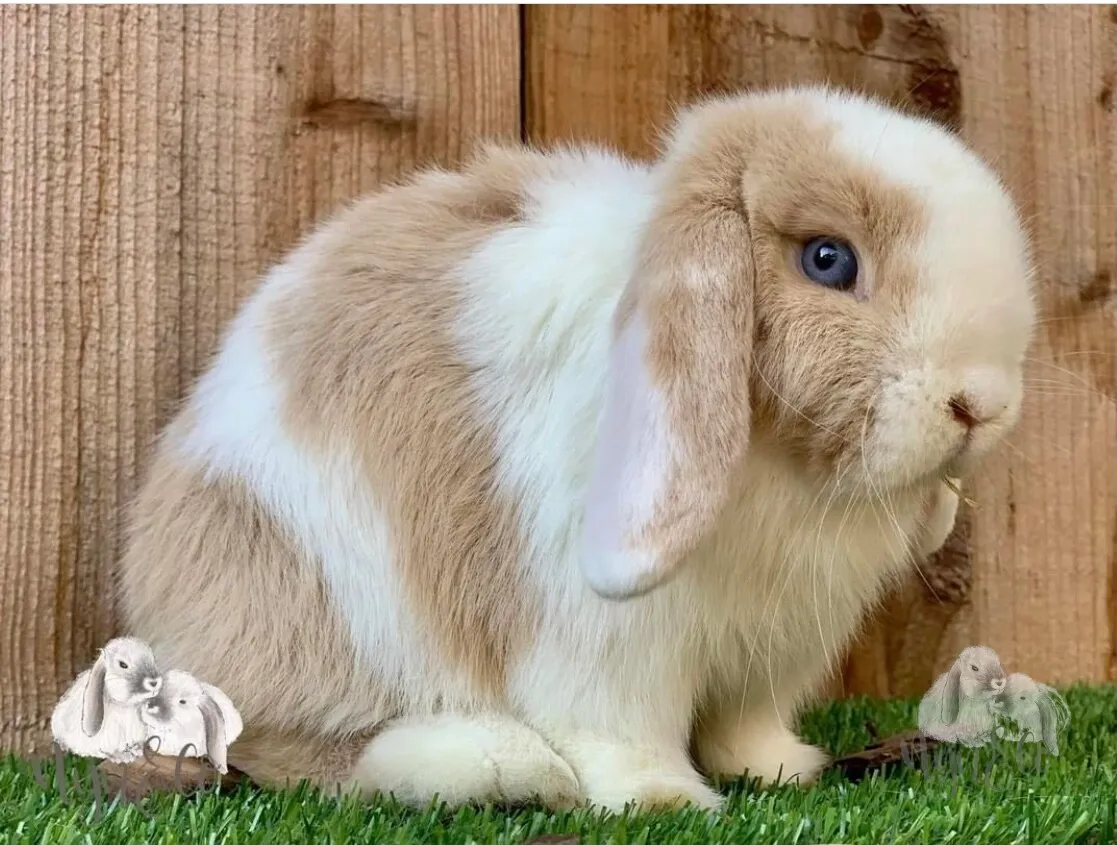coco